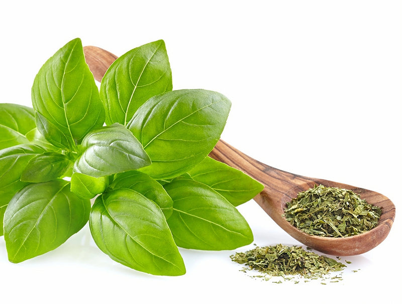 Sweet Basil (Rehaan) (Rayhan) (Tulsi)