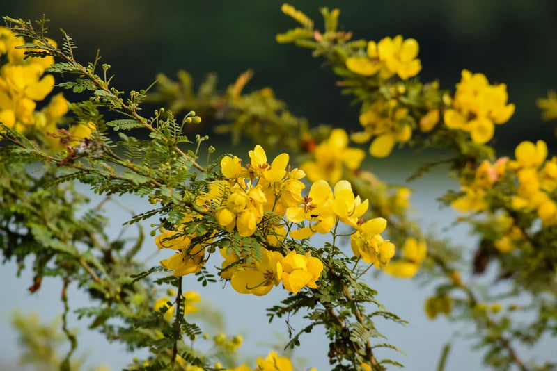 Sanna (Senna)