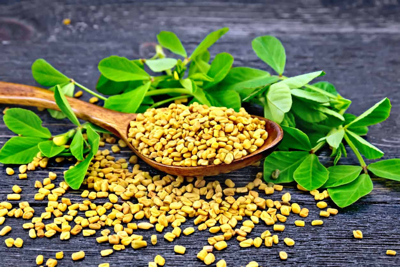 Hulba (Methi Dana)